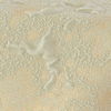 Sage Plaster